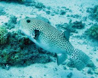 /album/cervene-more-/blackspotted-pufferfish-jpg/